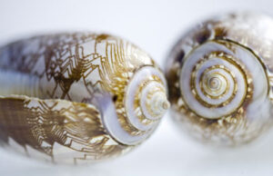 El Cervantes abre la exposición “Amor al mar. Las caracolas de Neruda»