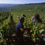 C16 Vendanges en Champagne-Arde