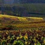 vignes_automne