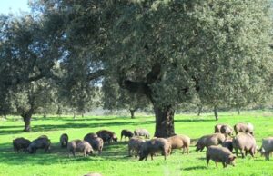 Experiencia transfronteriza entre Extremadura y Portugal