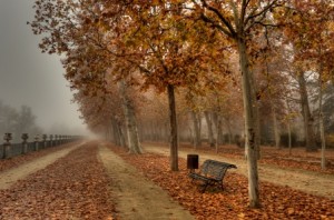 PASEO ARBOLADO