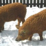 Mangalica