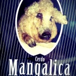 Mangalica 2