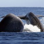 fayaltheazores-sidebarfaial-whale-watching