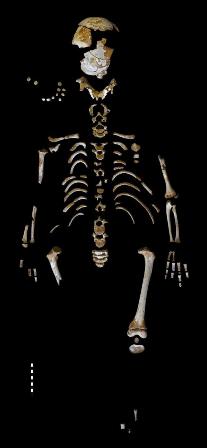 Esqueleto del niño neandertal recuperado en la cueva de El Sidrón