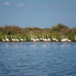 Estuario del Tajo_Alchochete