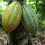 Cacao_002 (1)