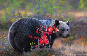 En peligro los osos pardos de la Cordillera Cantábrica