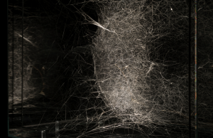 Actividades gratuitas «Más que humanas» en el Museo Thyssen