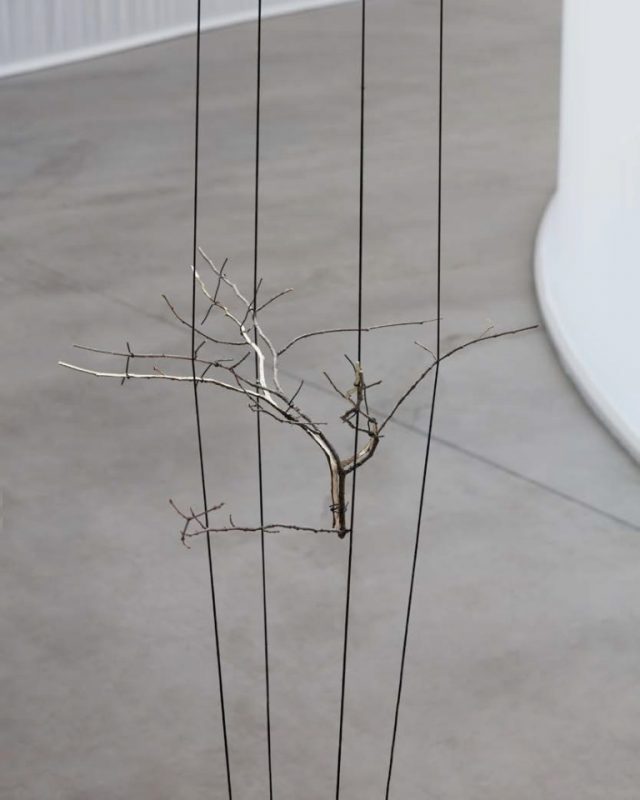 Geometric Nature Biology de Daniel Steegmann Mangrané