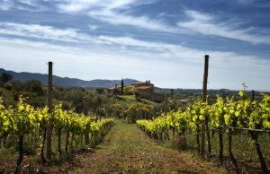 La Costa Brava reanuda la actividad enoturística