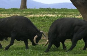 La Fundación Toro de Lidia, Premio Nacional de Tauromaquia 2020