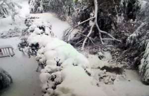Es urgente el Plan Director del Arbolado del Real Jardín Botánico