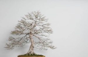 Mención al Mérito para un bonsái del Real Jardín Botánico