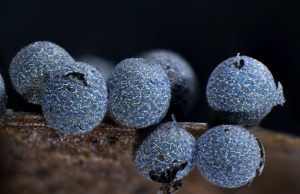 El Real Jardín Botánico acerca online la exposición “Photomyxo”