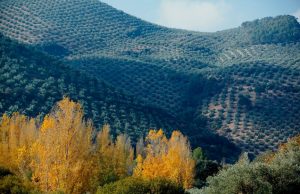 El paisaje del olivar andaluz candidato a Patrimonio Mundial UNESCO