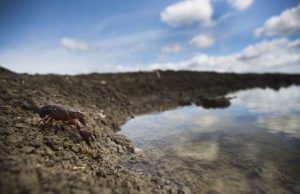Identificado el patógeno que aniquila los cangrejos de río