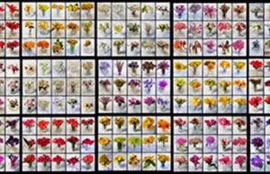 Localizado en el Real Jardín Botánico “El ladrón de flores”