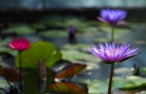 Los nenúfares tropicales del Real Jardín Botánico ya se pueden visitar