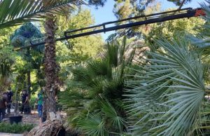 El Real Jardín Botánico renueva sus palmeras