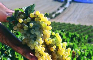 Finaliza la vendimia más temprana que se recuerda en Jerez