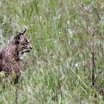 Lince ibérico (1)