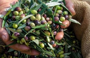 Un aceite de Córdoba para preservar la biodiversidad