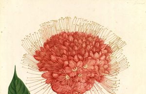 Dibujos de las expediciones científicas españolas del s.XVIII llegan a Estonia