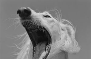 Miradas de Asturias en el Centro Cultural de España en Washington