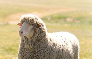 La oveja merina, protagonista en la Real Fábrica de Tapices