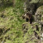 3. FOP. Osa cantábrica con tres crías