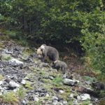 Cantabrian Brown Bear_Alfonso Polvorinos