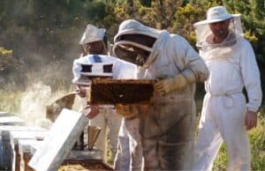 La apicultura en España, Manifestación Representativa del Patrimonio Cultural Inmaterial