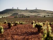 Rutas del Vino de La Mancha en plena vendimia