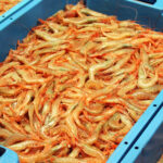 FIRA Y FESTES – PUERTO DE GANDÍA – SUBASTA PESCADO LONJA (Conflicto de codificación Unicode)