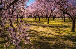 La Comunidad de Madrid declara BIC la Quinta de los Molinos