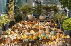 Exposición de Calabazas, en el Real Jardín Botánico-CSIC