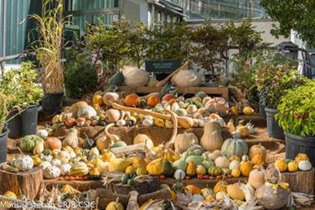 Exposición de Calabazas, en el Real Jardín Botánico-CSIC