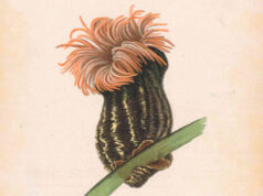 Illustraciencia 2026 Premio Internacional de Ilustración Científica y de la Naturaleza