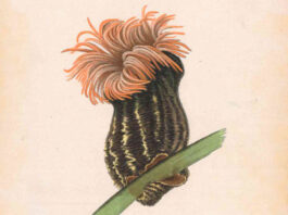 Illustraciencia 2026 Premio Internacional de Ilustración Científica y de la Naturaleza