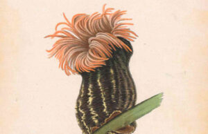 Illustraciencia 2026 Premio Internacional de Ilustración Científica y de la Naturaleza