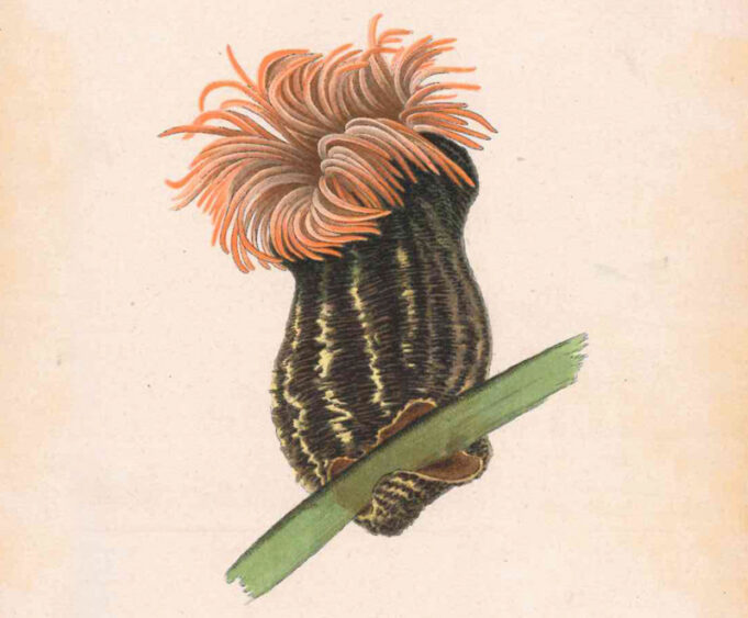 Adamsia rondeletii libera (1905) - Luisa de la Vega800