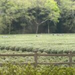 Hangzhou – Té verde Longjing 1